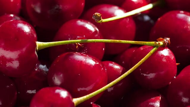close-up ripe cherries plucked with sticks rotate. selective focus. red cherry harvest. berries macro.cooking and juice from cherries
