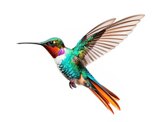 Fototapeta premium hummingbird in flight