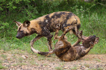 Two endangered wild dogs fighting