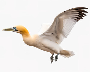 Obraz premium Gannet