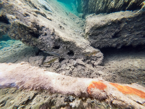 Underwater photo.  The bottom of the rummu quarry.  Perches swim in clear water.