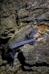 Baby bat screaming for its mother while holding onto tree