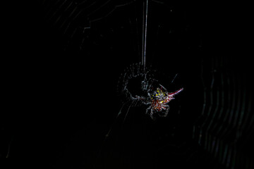 Spider on its web with black background