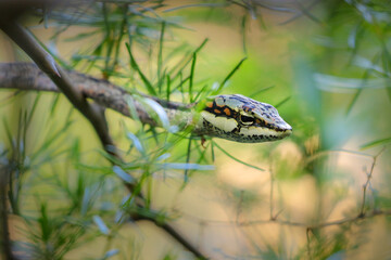 Snake moving through bush while hunting for insects