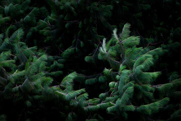 Abstract curve formed by pine tree in the wind