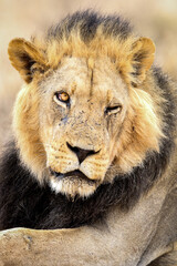 Male lion winking one eye