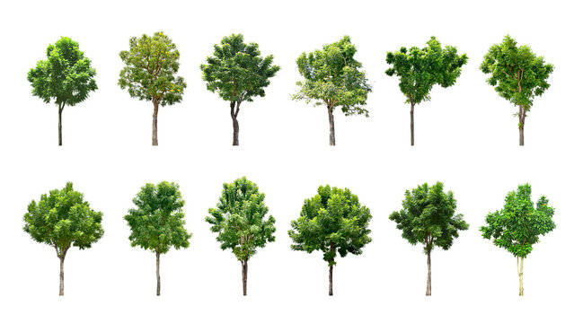 Collection Trees green leaves and some with yellow flowers. total 12 trees. (png)	