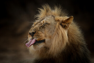 Male lion sticking its tongue out in a rude gesture