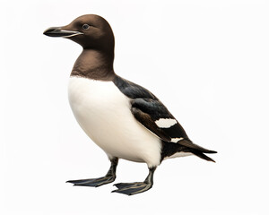 Obraz premium Razorbill