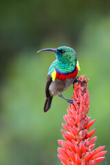 Lesser double-collared sunbird perched on a red aloe