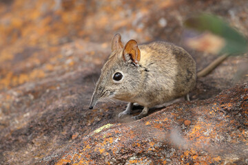 Elephant shrew standing on a rock