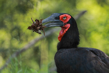 Southern ground hornbill portrait with nesting material in its beak