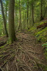 photograph of a hiking trail in the woods