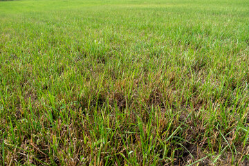 Grünes Gras auf einer Wiese