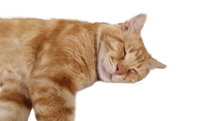 cat sleep sleeping face nose eyes brwon orange close up