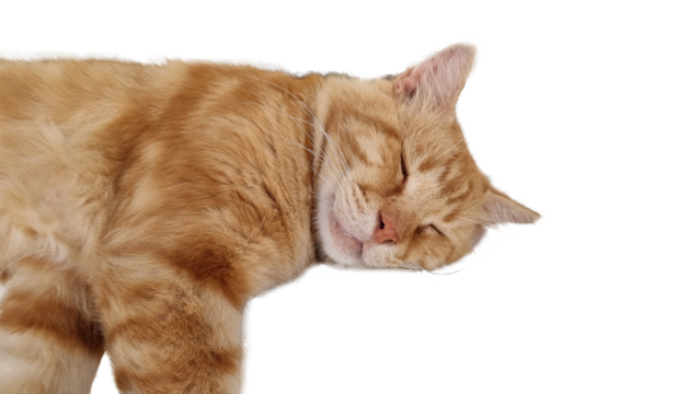 cat sleep sleeping face nose eyes brwon orange close up