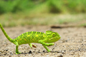 Veiled chameleon (chamaeleo calyptratus). Macro shots, Beautiful nature scene green chameleon. green chameleon - Chamaeleo calyptratus. Chameleon on the stone. Beautiful extreme close-up. © Nilofar