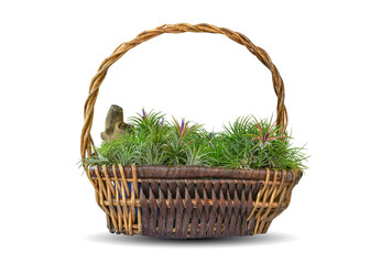 Fototapeta na wymiar tillandsia air plant growing in basket isolated on white background. This has clipping path. 