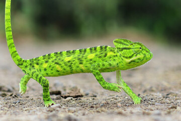 Green chameleon - Chamaeleo calyptratus side view of a veiled chameleon, Chamaeleo calyptratus....
