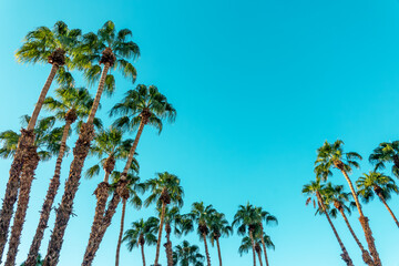Palm trees and blue sky with copy space, tropical background - obrazy, fototapety, plakaty