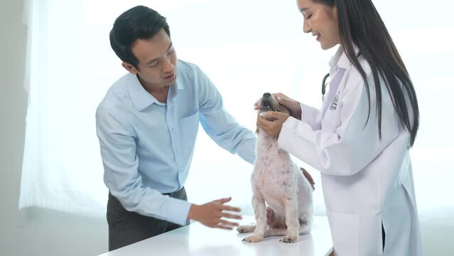 Slow motion 4k of veterinarian examining dog examine animal from head to tail, and be sure to check everything in between. at veterinary clinic
