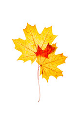 Autumn maple red yellow leaves with natural texture isolated  on white background. Natural fallen autumn leaf as decorative element, cutout object. Beautiful seasonal fall leaves, minimal layout
