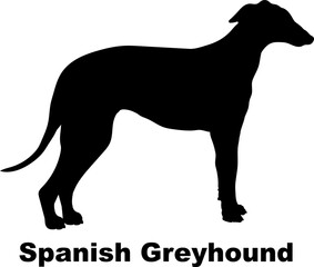Spanish Greyhound dog silhouette dog breeds Animals Pet breeds silhouette