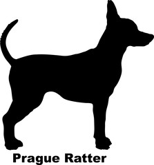  Prague Ratter. dog silhouette dog breeds Animals Pet breeds silhouette