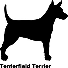 Tenterfield Terrier. dog silhouette dog breeds Animals Pet breeds silhouette