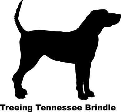 Treeing Tennessee Brindle dog silhouette dog breeds Animals Pet breeds silhouette