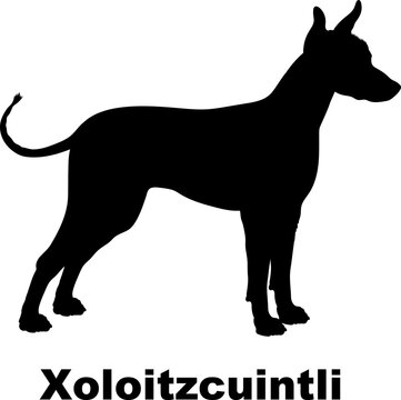 Xoloitzcuintli dog silhouette dog breeds Animals Pet breeds silhouette