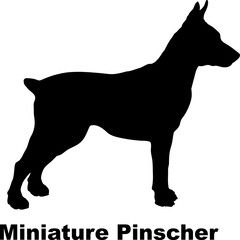 Miniature Pinscher dog silhouette dog breeds Animals Pet breeds silhouette