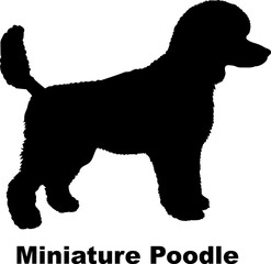 Miniature Poodle dog silhouette dog breeds Animals Pet breeds silhouette