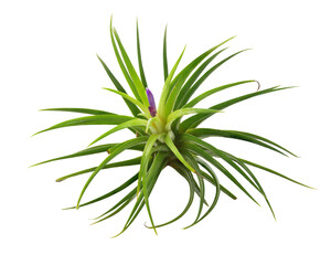 tillandsia air plant growing isolated on white background. This has clipping path. 