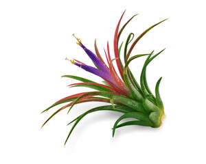 tillandsia air plant growing isolated on white background. This has clipping path. 