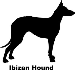  Ibizan Hound dog silhouette dog breeds Animals Pet breeds silhouette