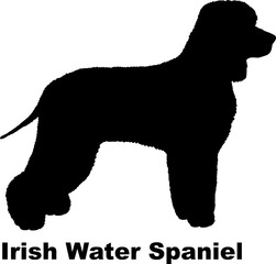  Irish Water Spaniel dog silhouette dog breeds Animals Pet breeds silhouette