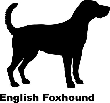 English Foxhound dog silhouette dog breeds Animals Pet breeds silhouette