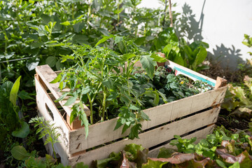 Vegetable seedlings ready to be transplanted into a home garden.