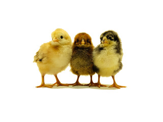 Three chicks, chicken of three different colours, yellow, brown and black isolated on white...