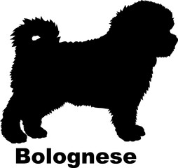 Bolognese dog silhouette dog breeds Animals Pet breeds silhouette