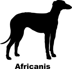 Africanis dog silhouette dog breeds Animals Pet breeds silhouette