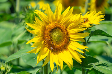 Obraz premium yellow sunflower on green sunflower field in the sunlight, with forest, tree and blue sky in background, with bee at work!