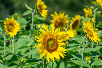 yellow sunflower on green sunflower field in the sunlight, with forest, tree and blue sky in background, with bee at work!