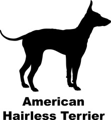 American Hairless Terrier dog silhouette dog breeds Animals Pet breeds silhouette