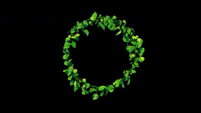Ivy / vine houseplant growing a circle. Frame. Alpha channel for transparency. Realistic 3D Animation