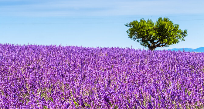 Champ de lavande