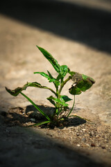 Young shoots grow in the soil around the cement. New life concept.