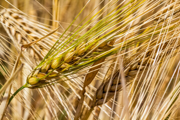Gros plan sur épi de blé 