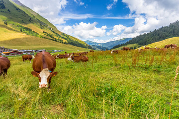 Fototapeta na wymiar Vaches laitières de race abondance au col des Aravis, savoie
